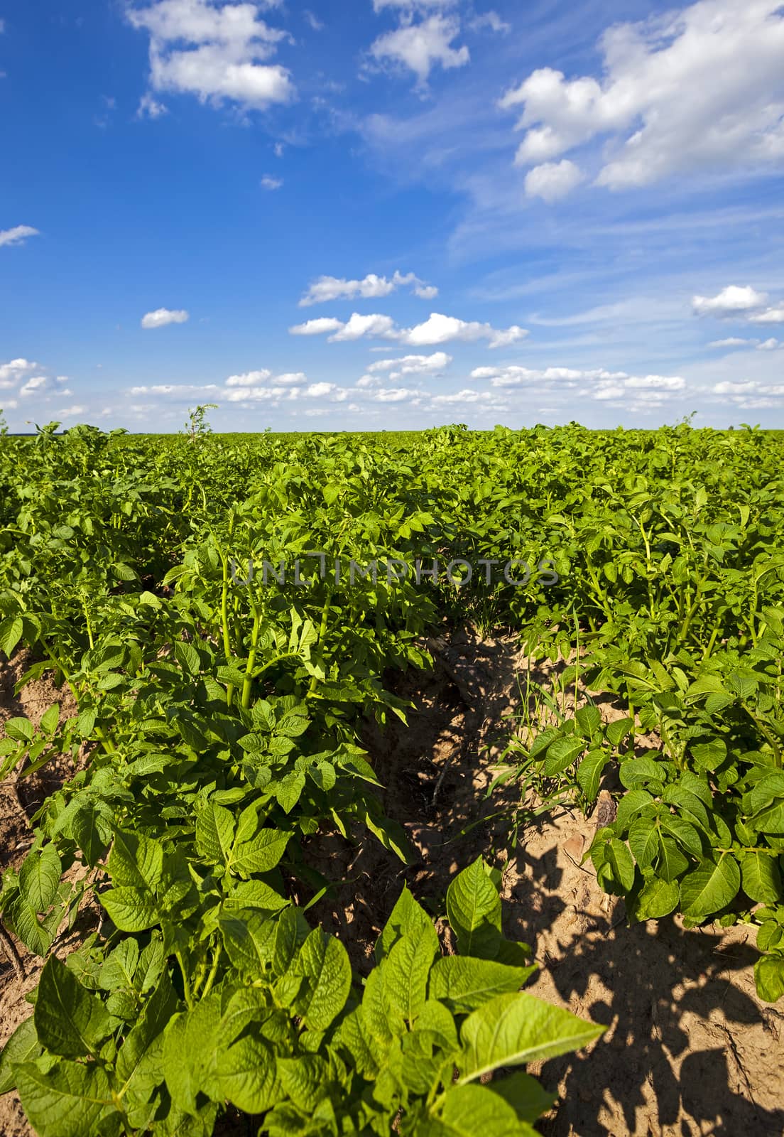   an agricultural field on which grow up potatoes. summertime of year