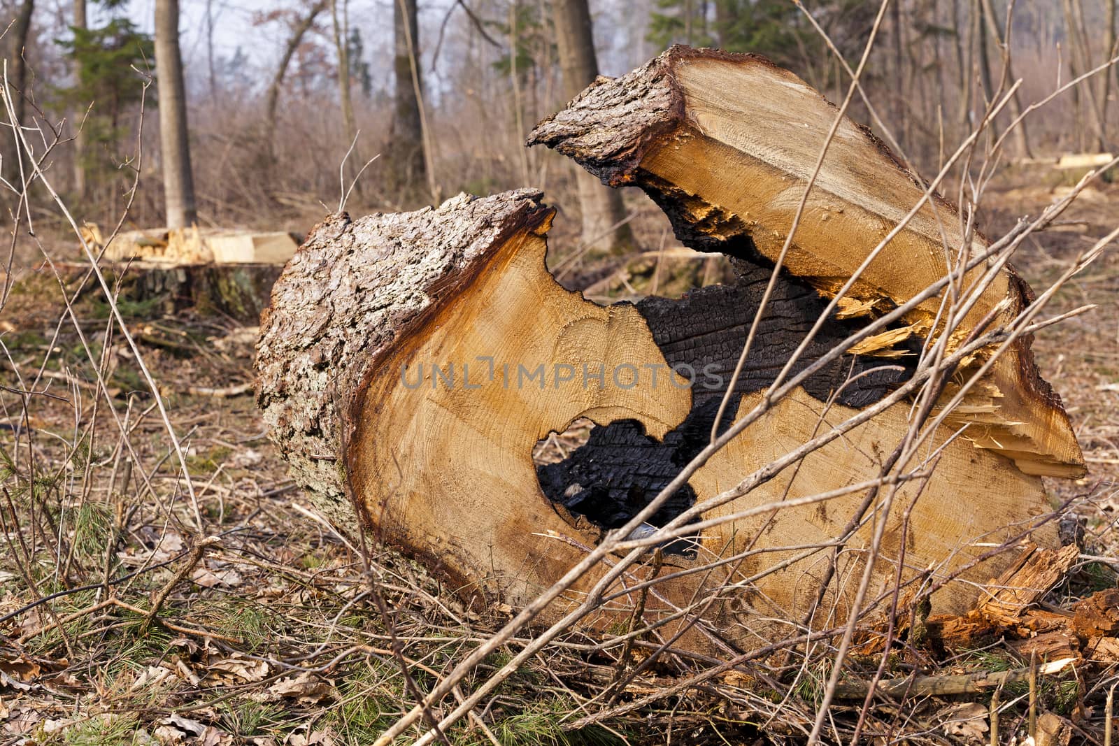   the territory of the wood on which the cut old trees lie. fall.