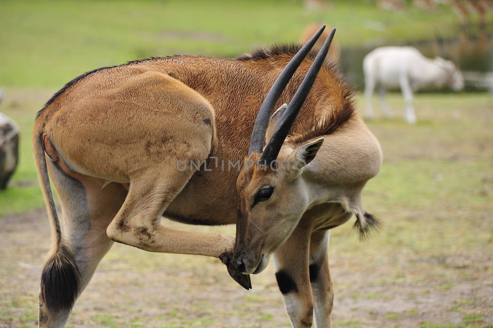 Closeup of a Taurotragus oryx