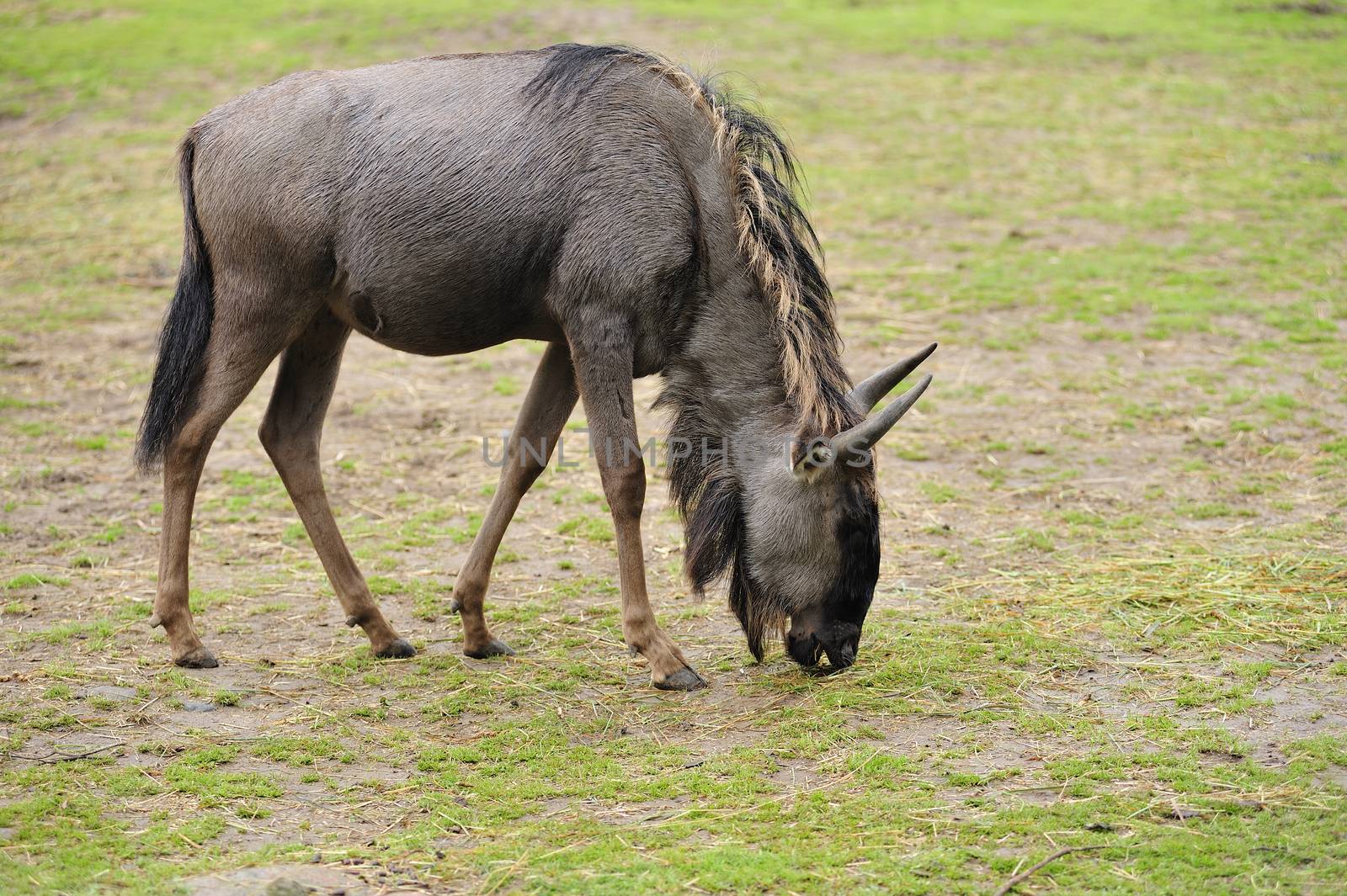 Closeup of a wildebeest.