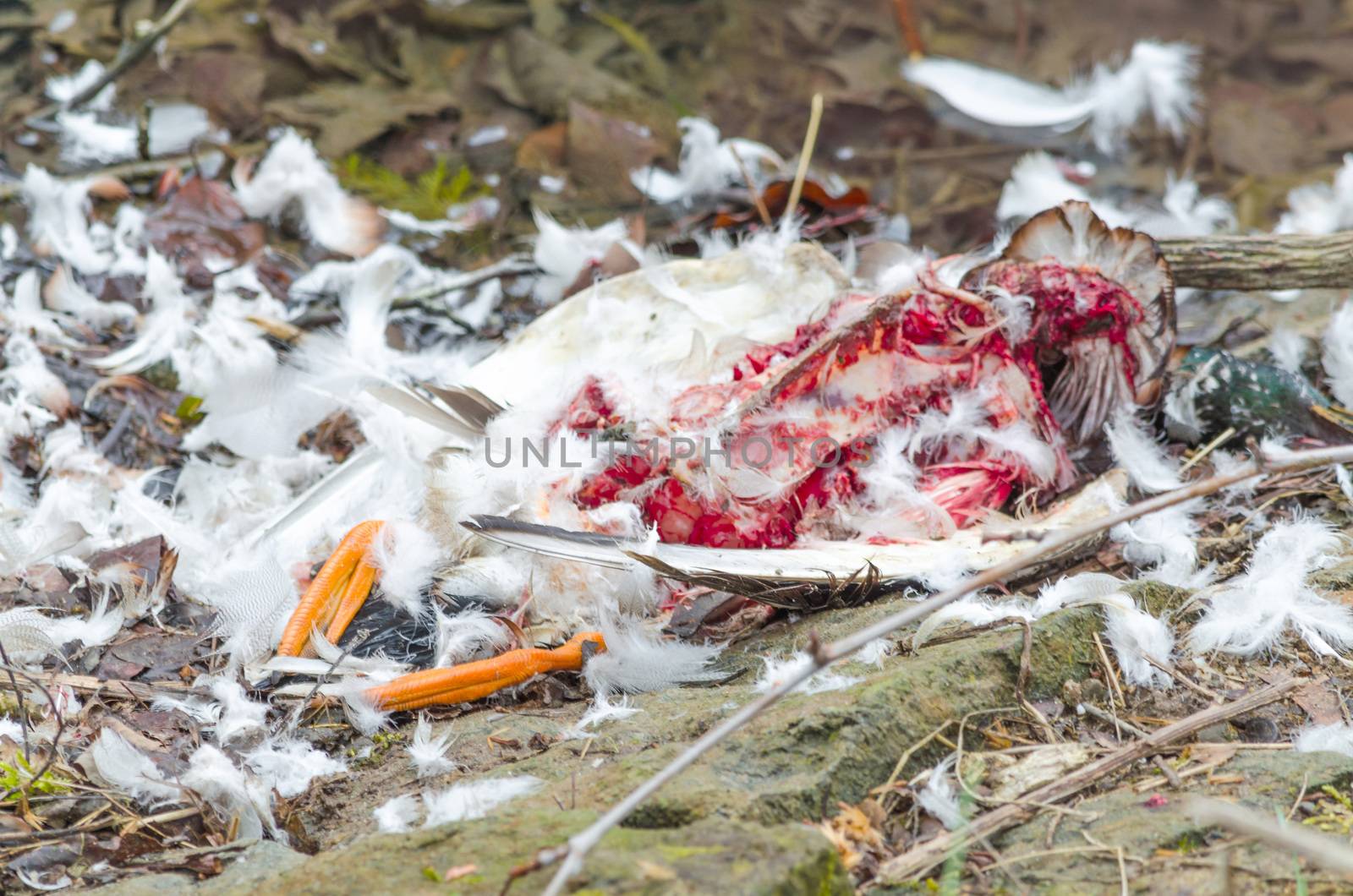 Cruel Nature, carcass of a duck that was torn by a wild animal.