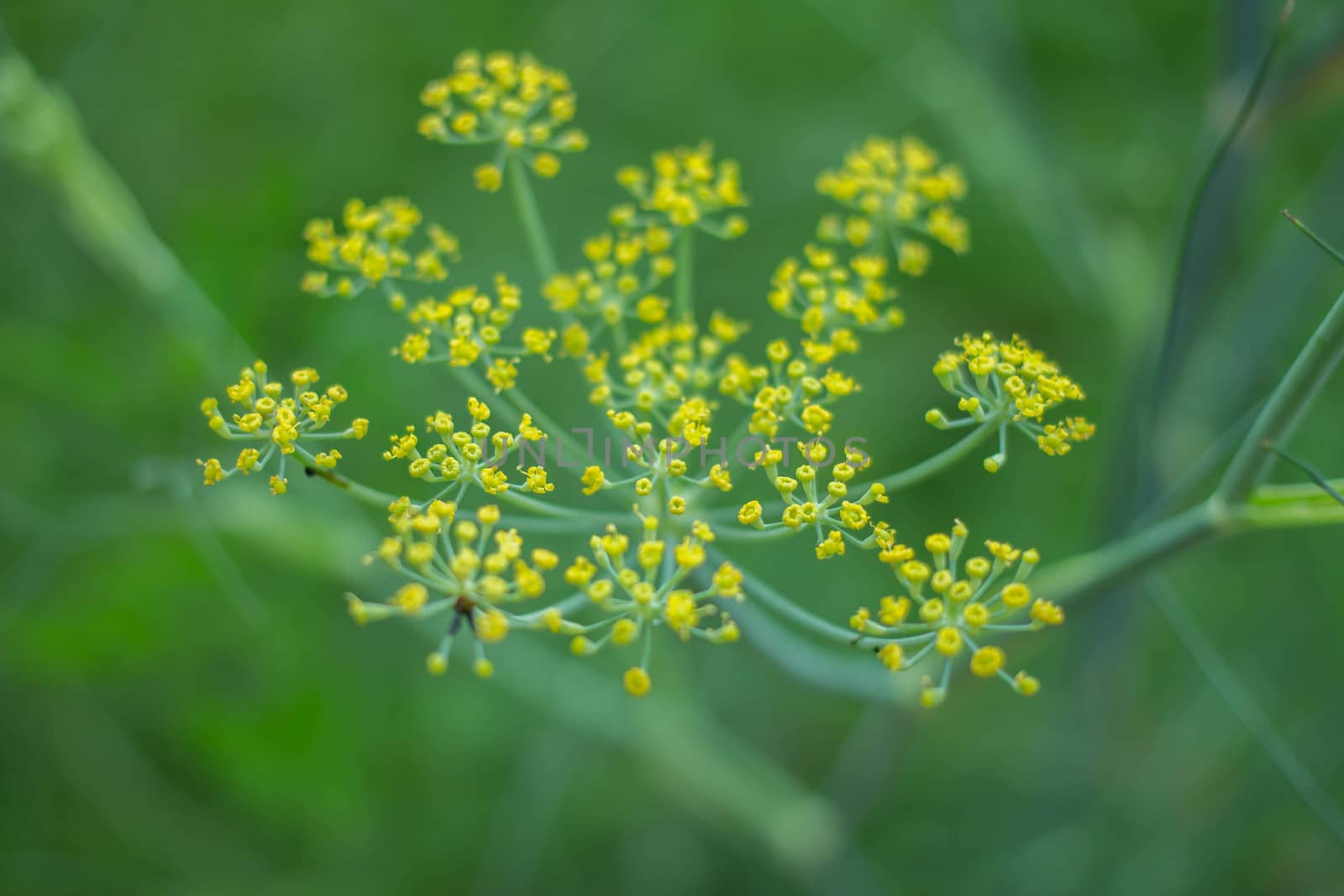 Yellow Flower