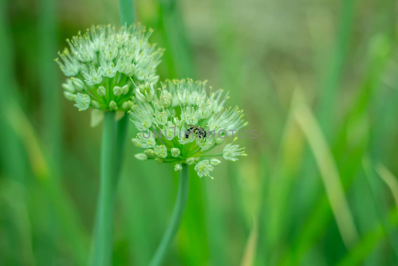 White Flower of Onion