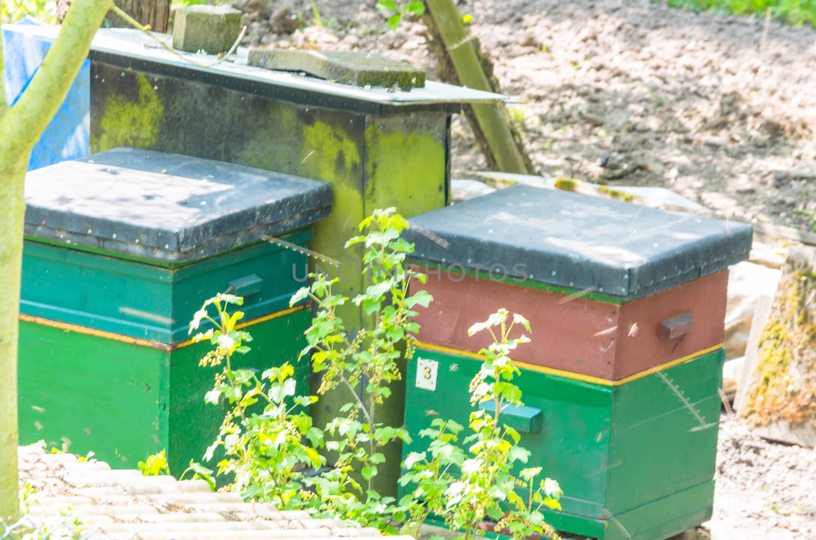 Honey bee hives in the spring in a small garden.