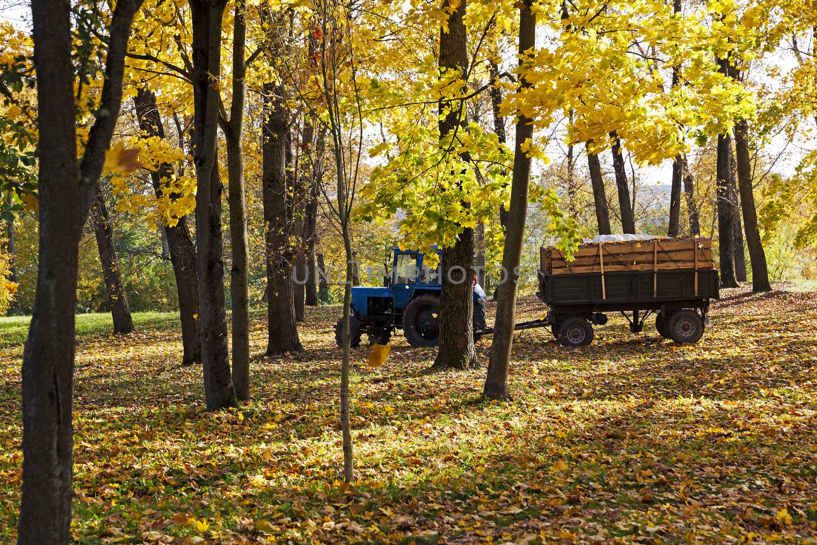  cleaning in the fallen-down fall of foliage.  foliage is loaded into a tractor