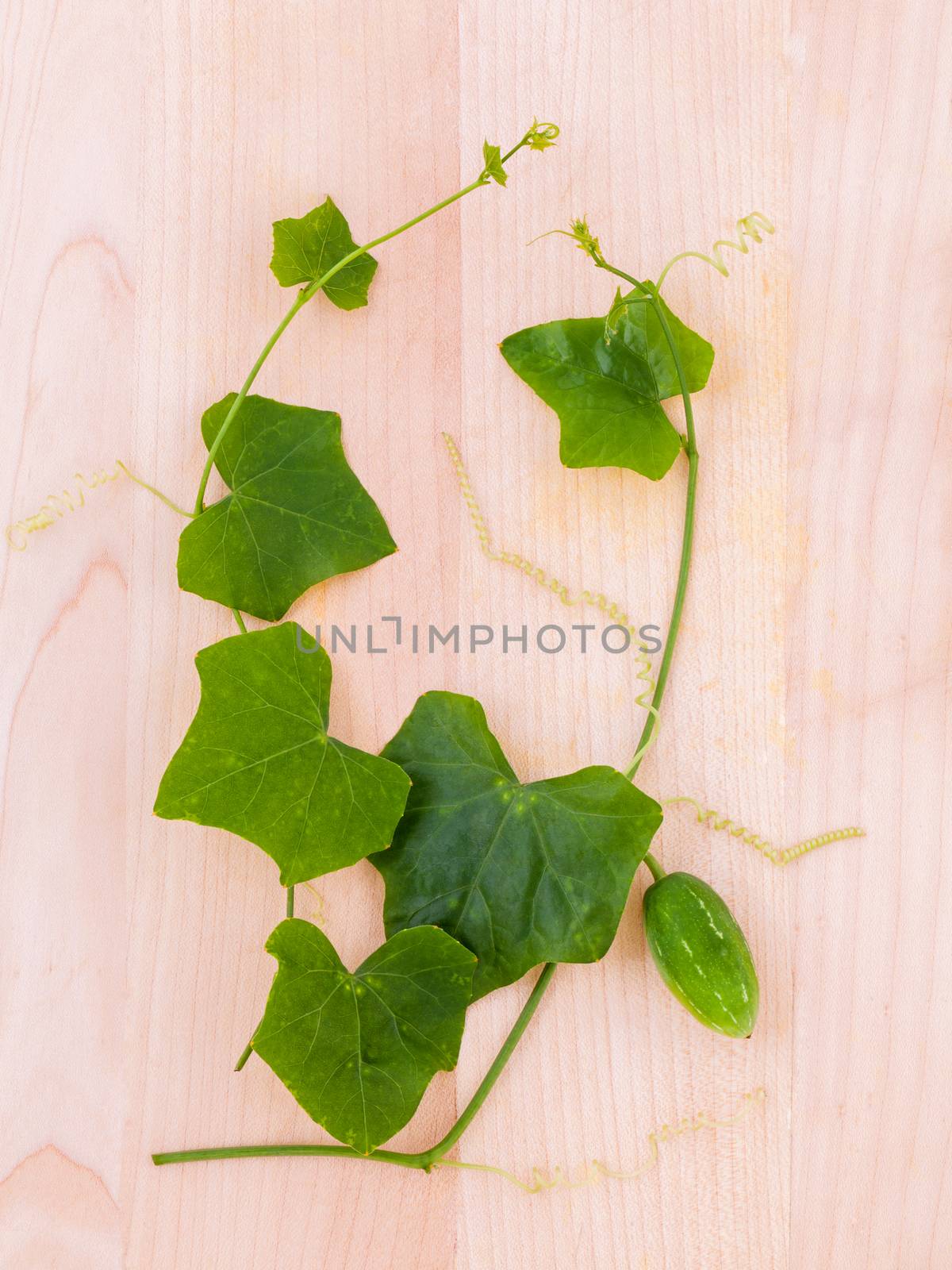 The ivy gourd, also known as baby watermelon, little gourd, gent by kerdkanno