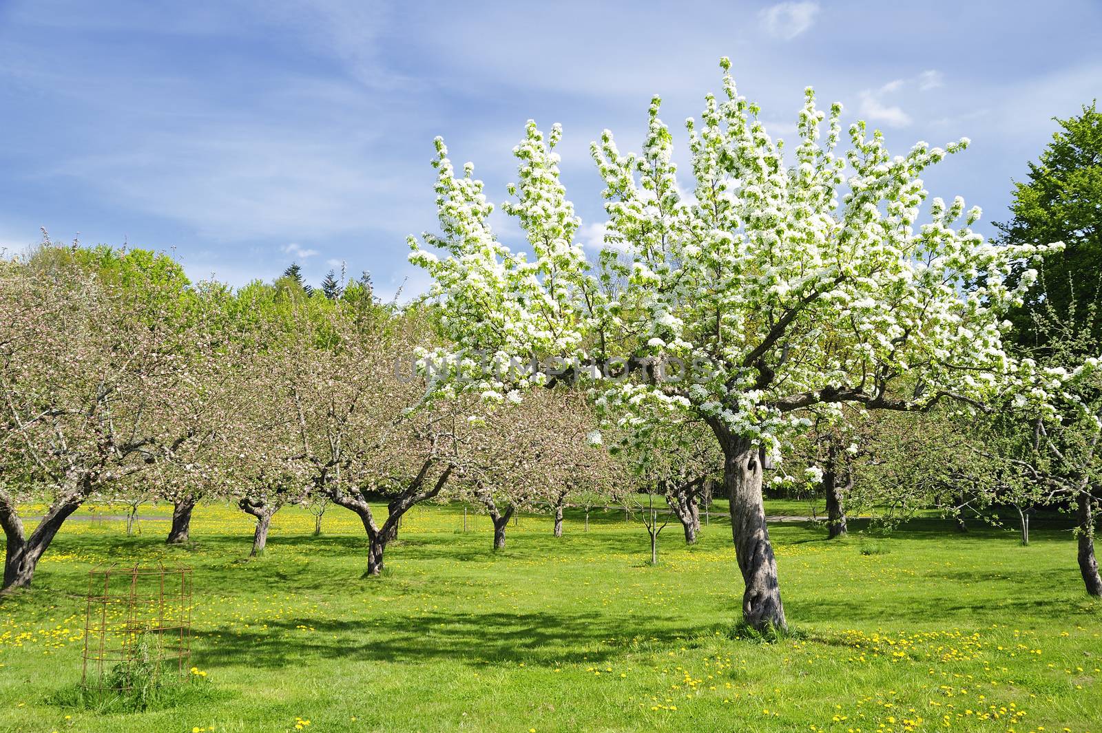 Apples tree in Swedish orchard.