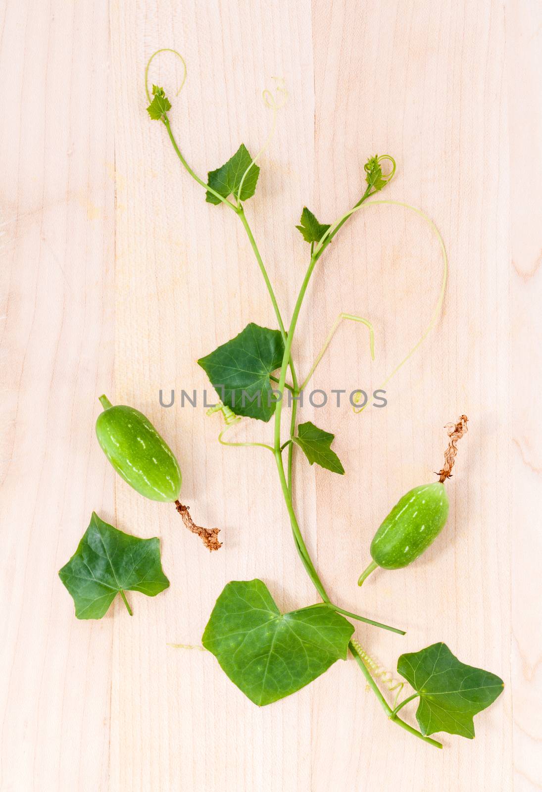 The ivy gourd, also known as baby watermelon, little gourd, gentleman's toes, The local herbal have been used for alternative medicine.