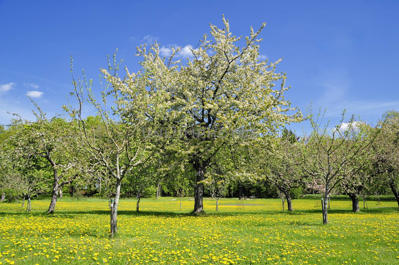 Apples on tree in Swedish orchard.