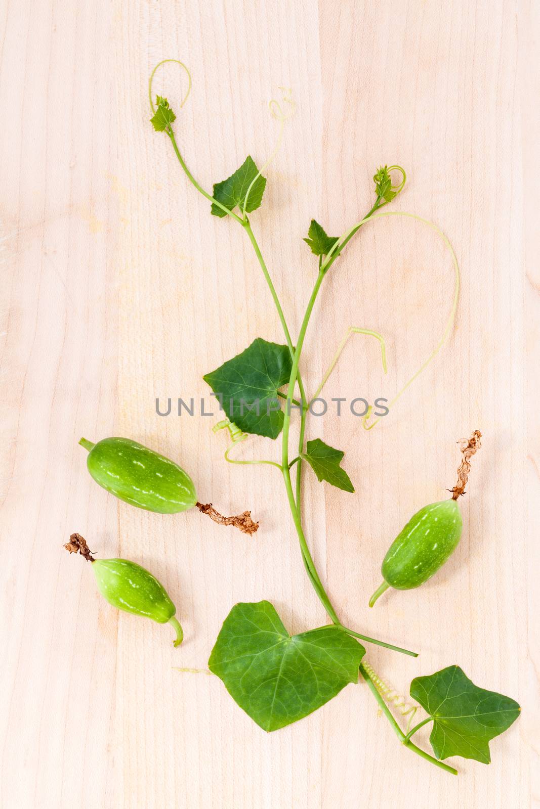 The ivy gourd, also known as baby watermelon, little gourd, gent by kerdkanno