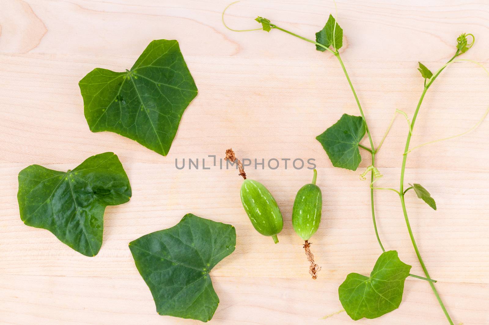 The ivy gourd, also known as baby watermelon, little gourd, gent by kerdkanno