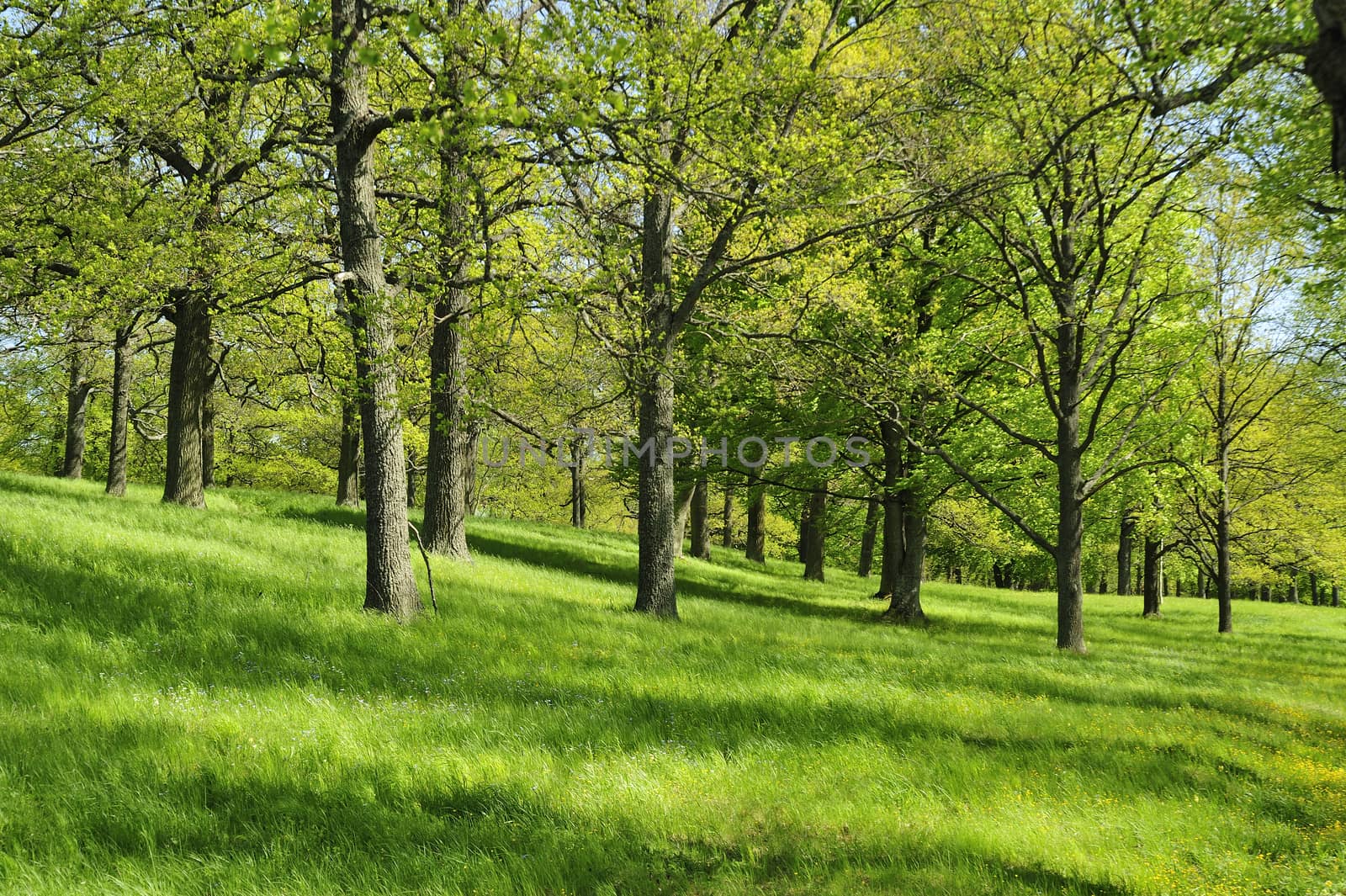 Mixed Deciduous Forest of mainly Oak Trees