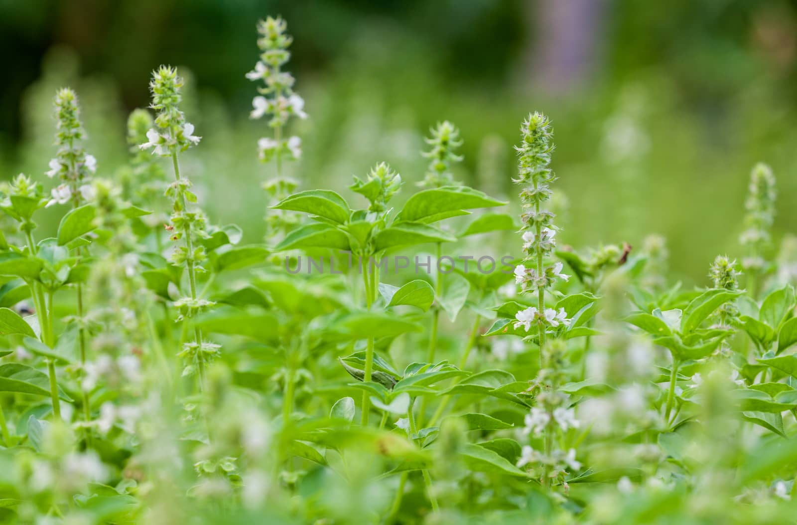 The basil field with flowers herb for aromatherapy .