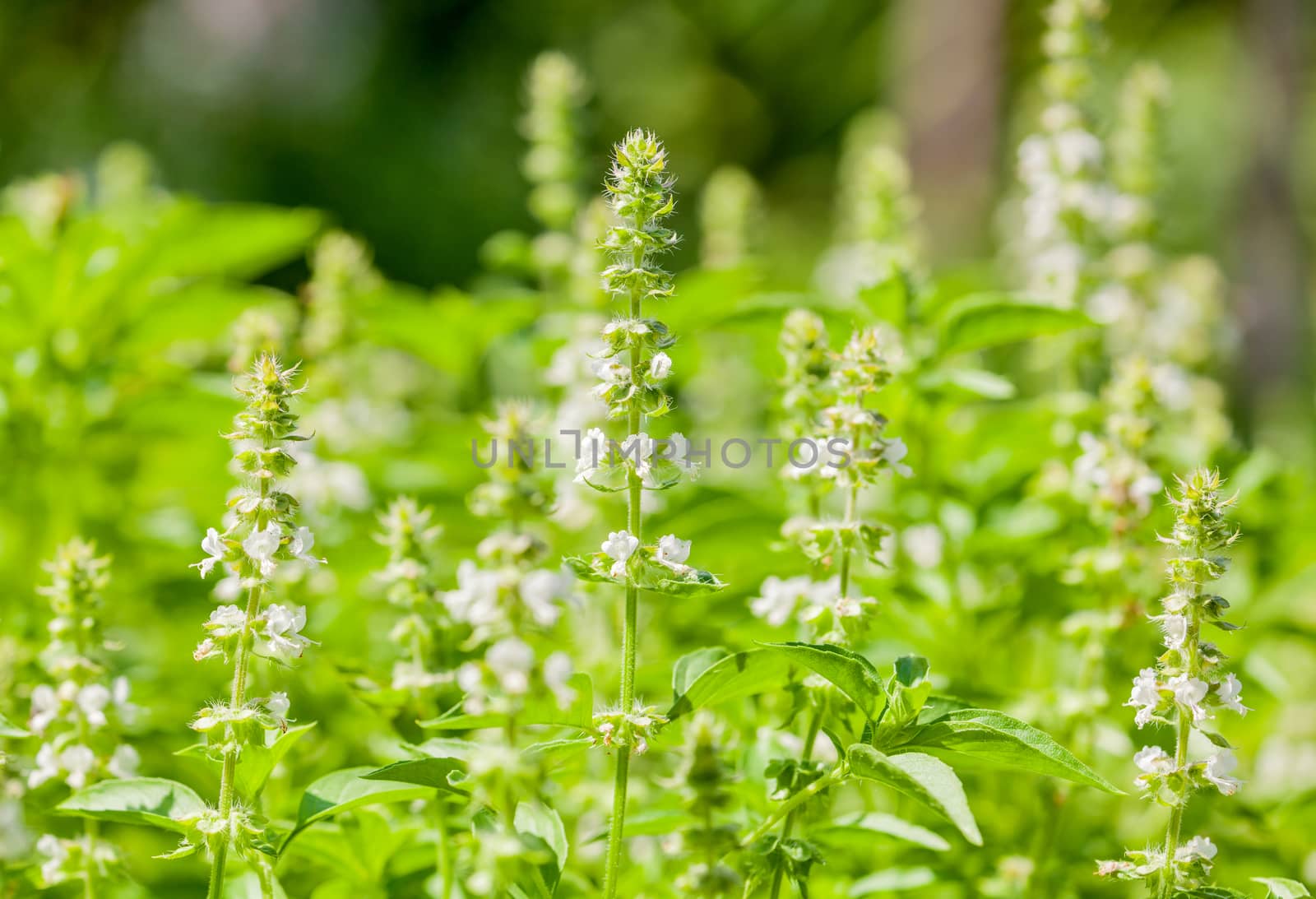 The basil field with flowers herb for aromatherapy . by kerdkanno
