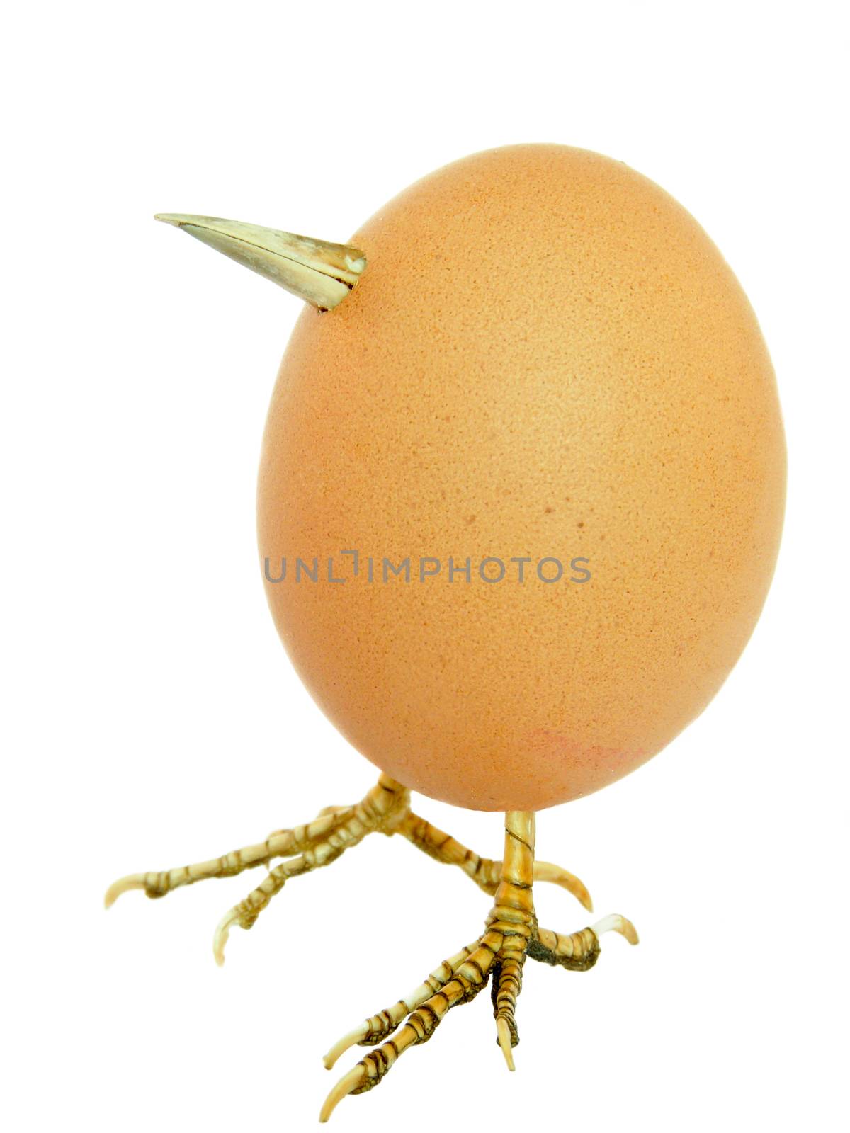 Chicken egg as bird with legs and beak isolated on white background