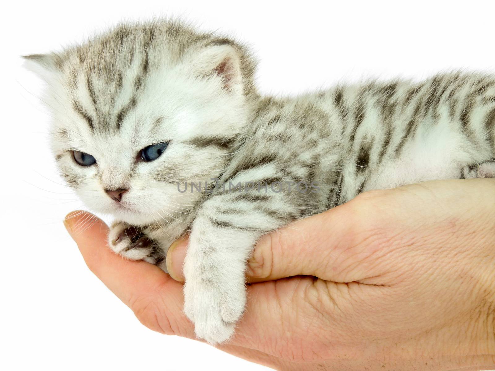 Hand holding young black silver cat by BenSchonewille