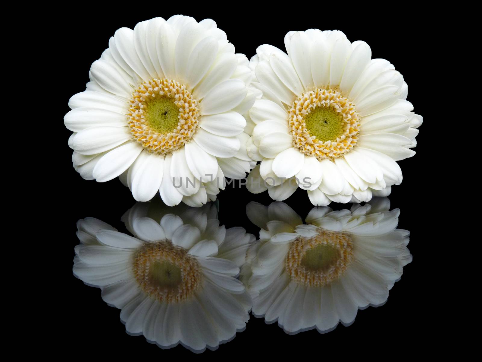 Two white flowers with mirror image isolated on black background