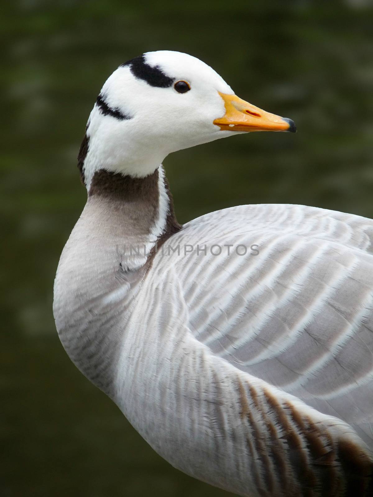 Indian goose looking back with green water background