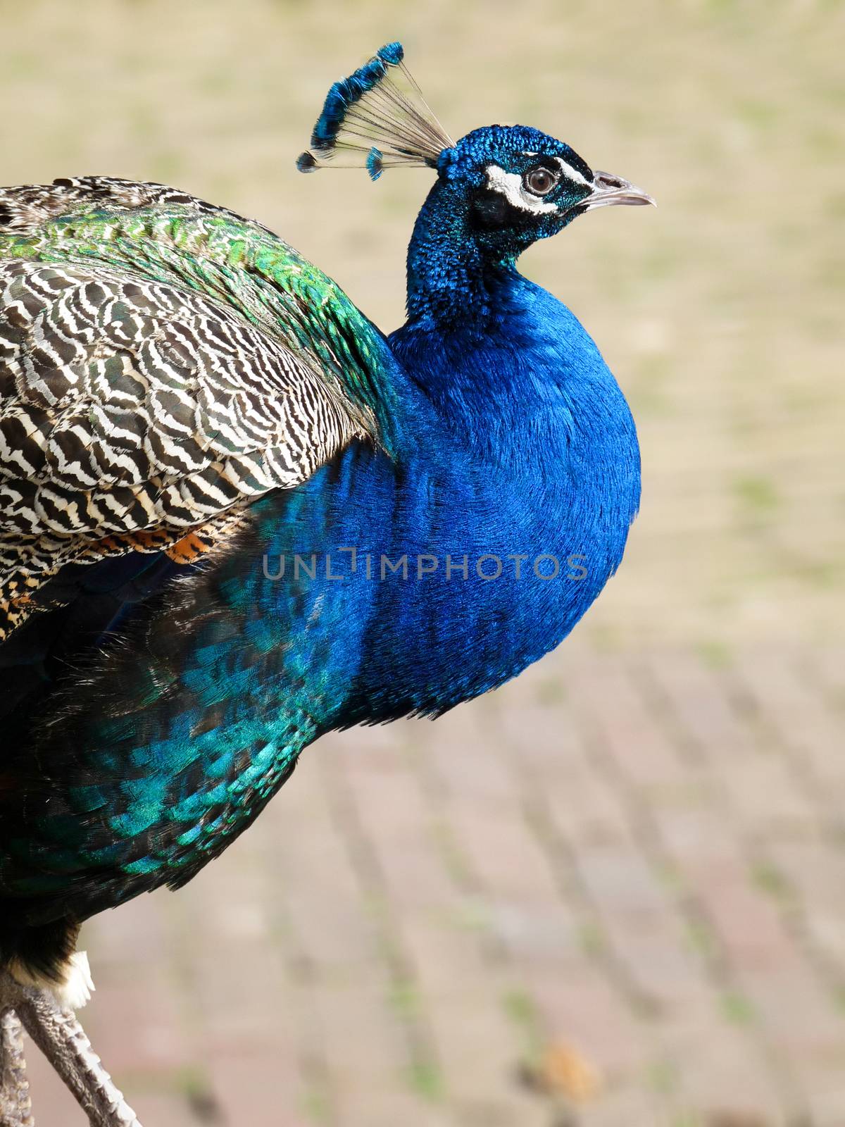 Portrait of male peacock walking on stony path