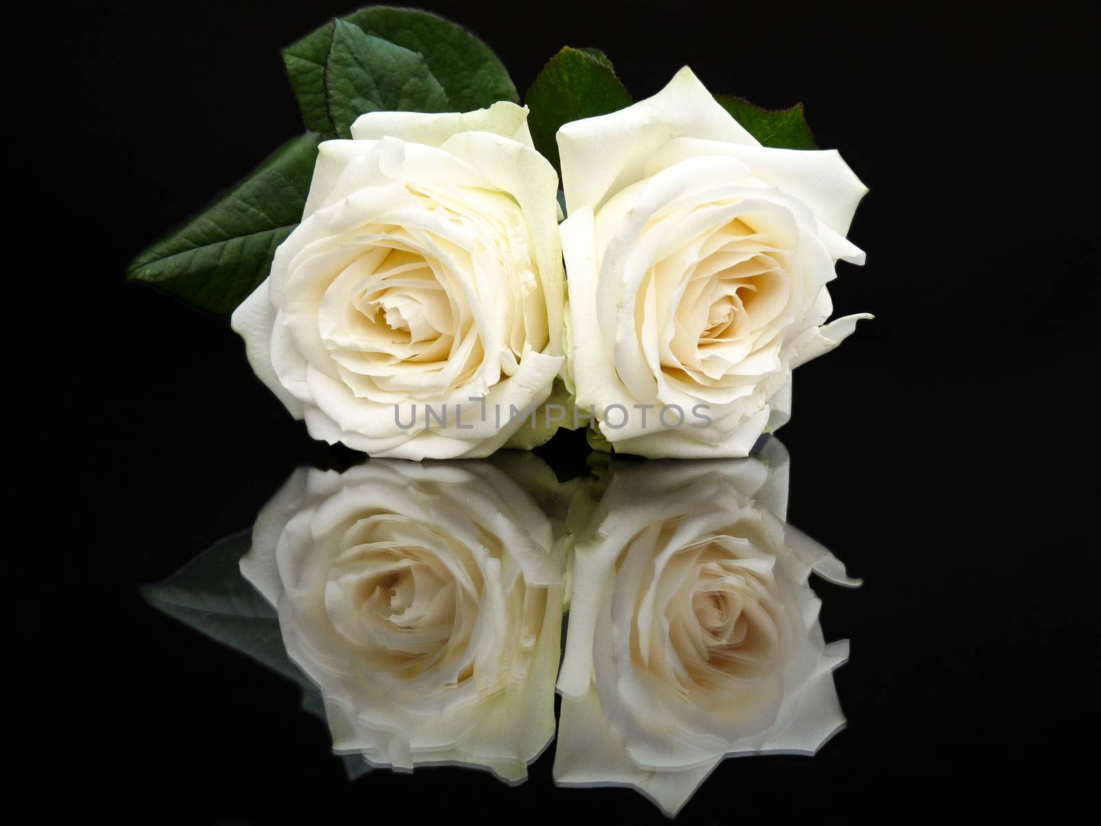 Two white roses with mirror image isolated on black background