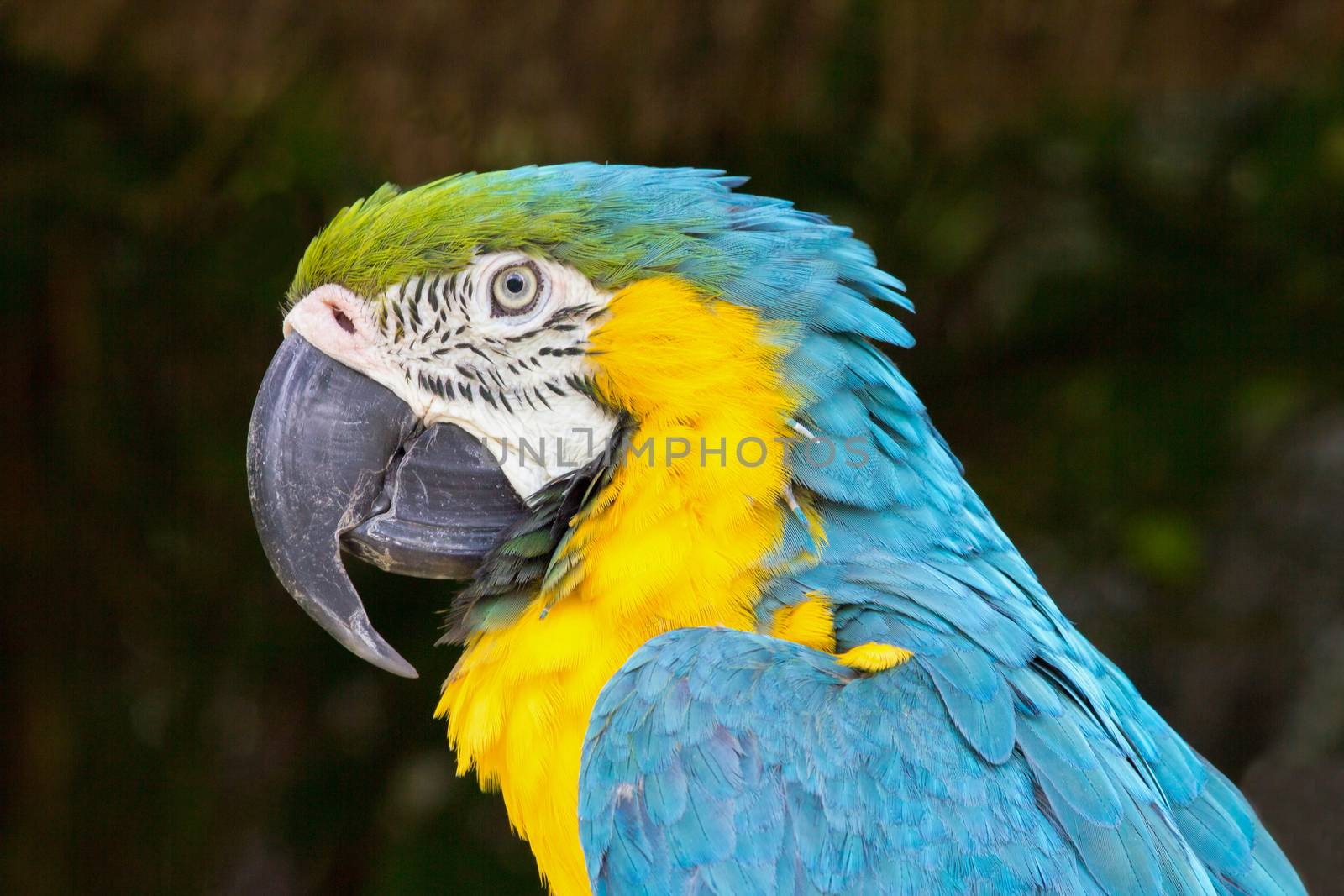 Portrait of blue and yellow macaw by BenSchonewille