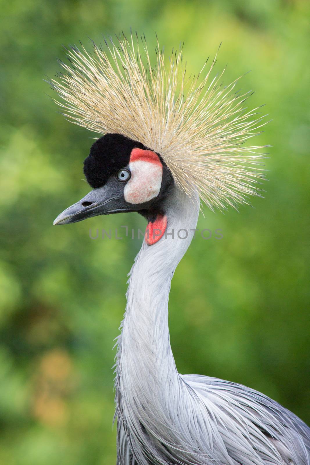 Grey crowned crane head and neck isolated on green background