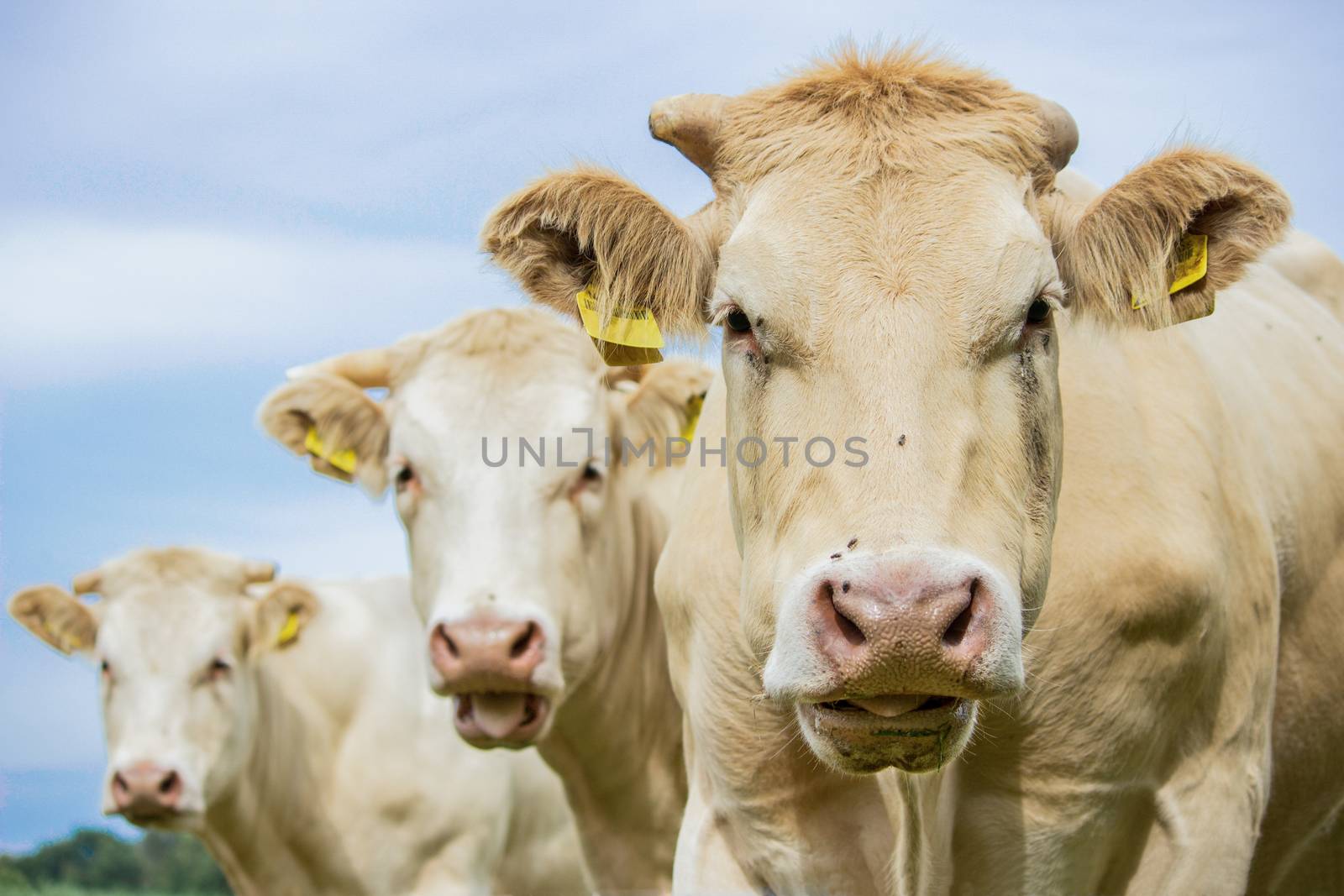 Three brown cows looking at camera by BenSchonewille