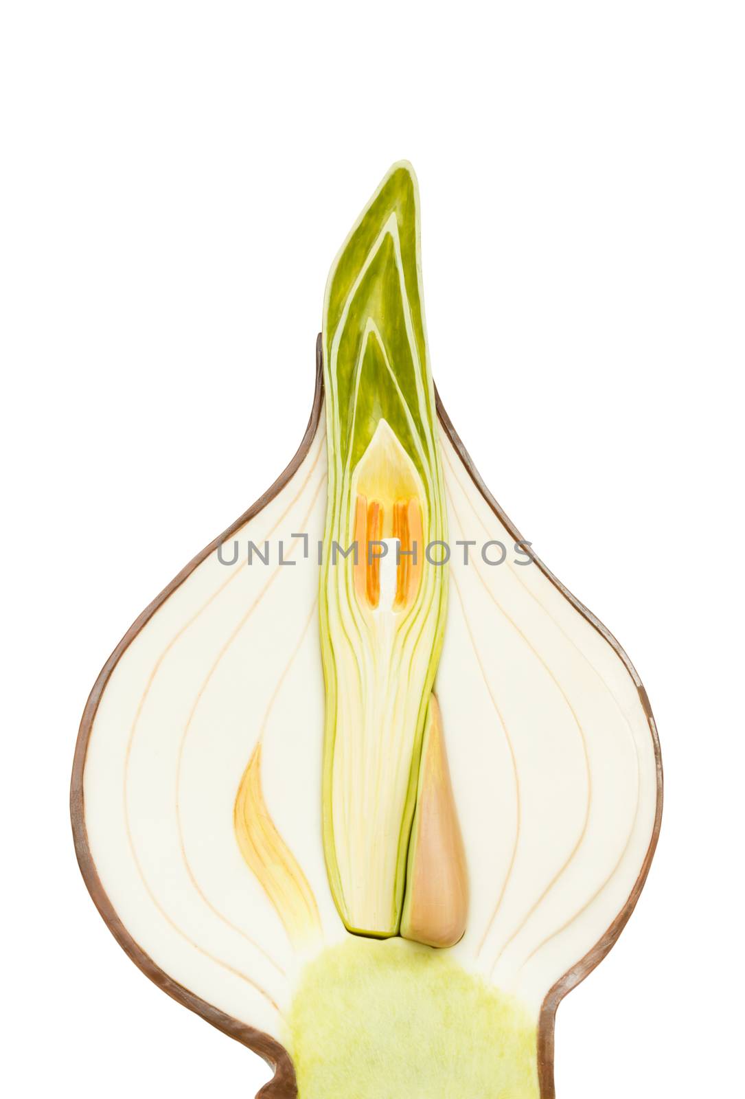 Artificial onion model for education isolated on white backgroun by BenSchonewille