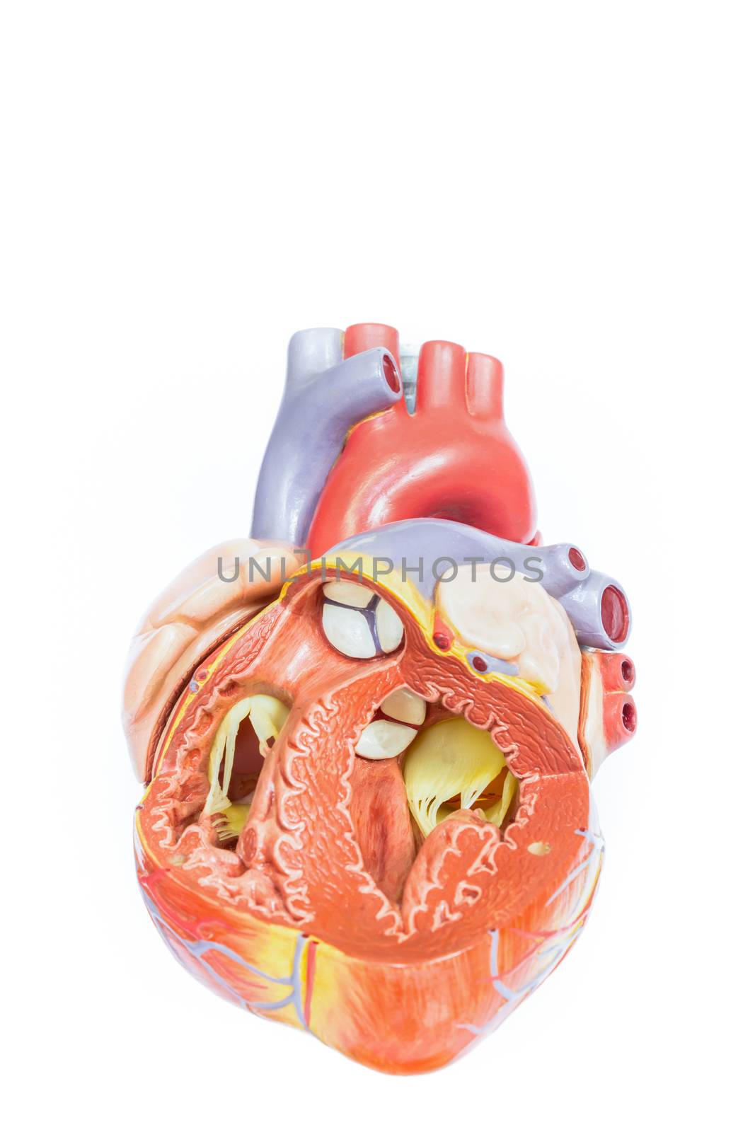 Open artificial human heart model front view isolated on white background
