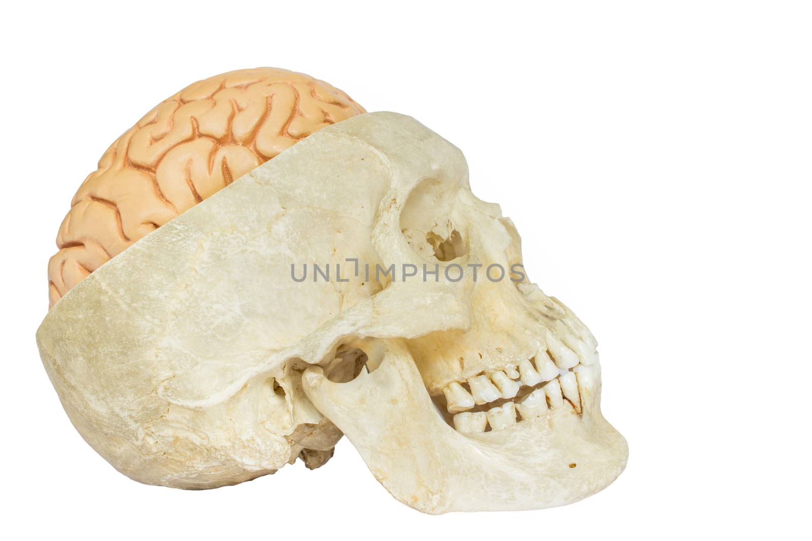 Human skull with brains side view isolated on white background
