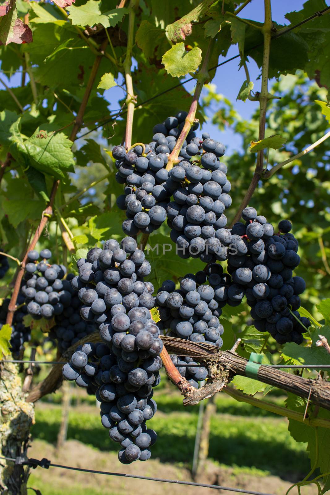 Bunch of blue grapes as hanging fruit in vineyard