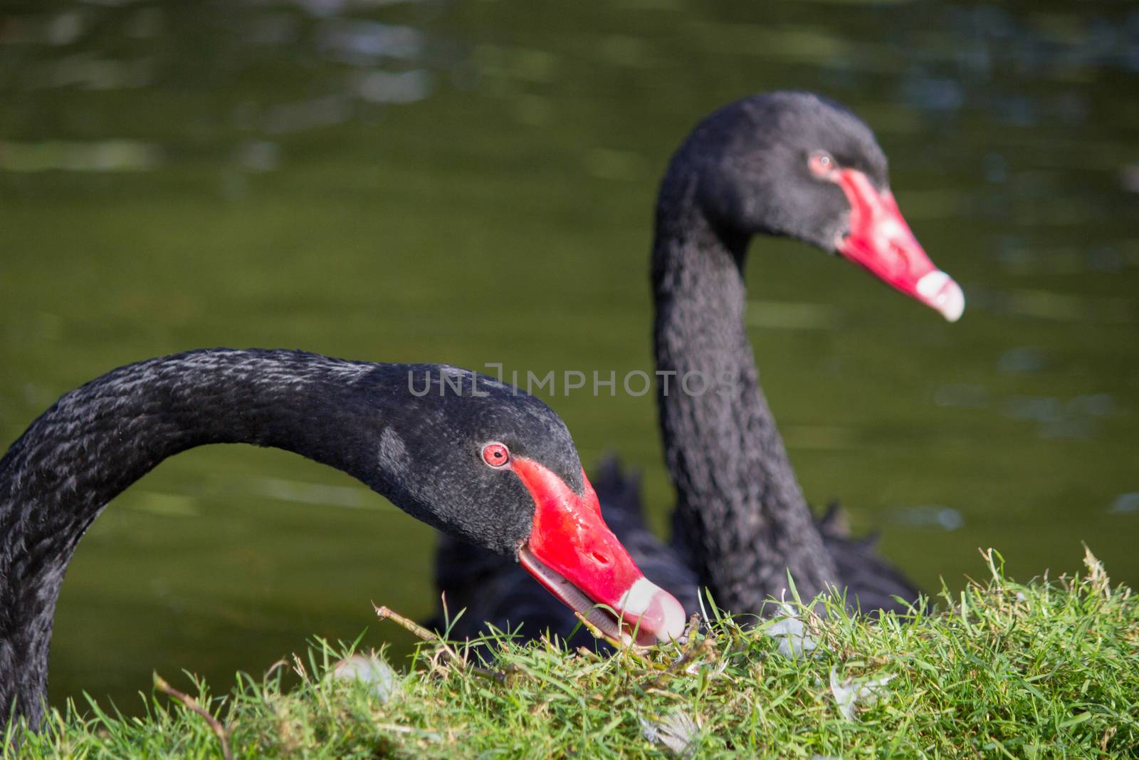 Close up of two black swans by BenSchonewille