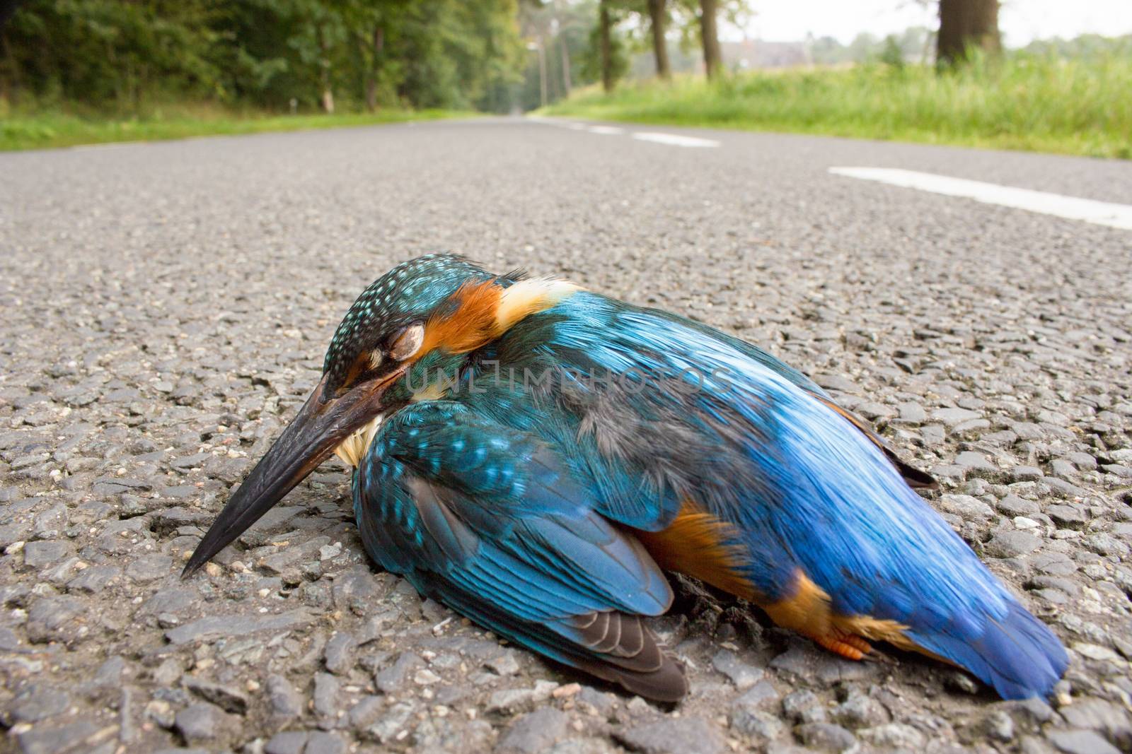 Kingfisher hit by  car lying on the road in rural area