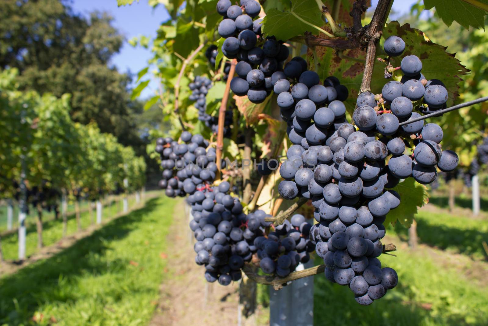 Bunch of blue grapes as hanging fruit near path in vineyard