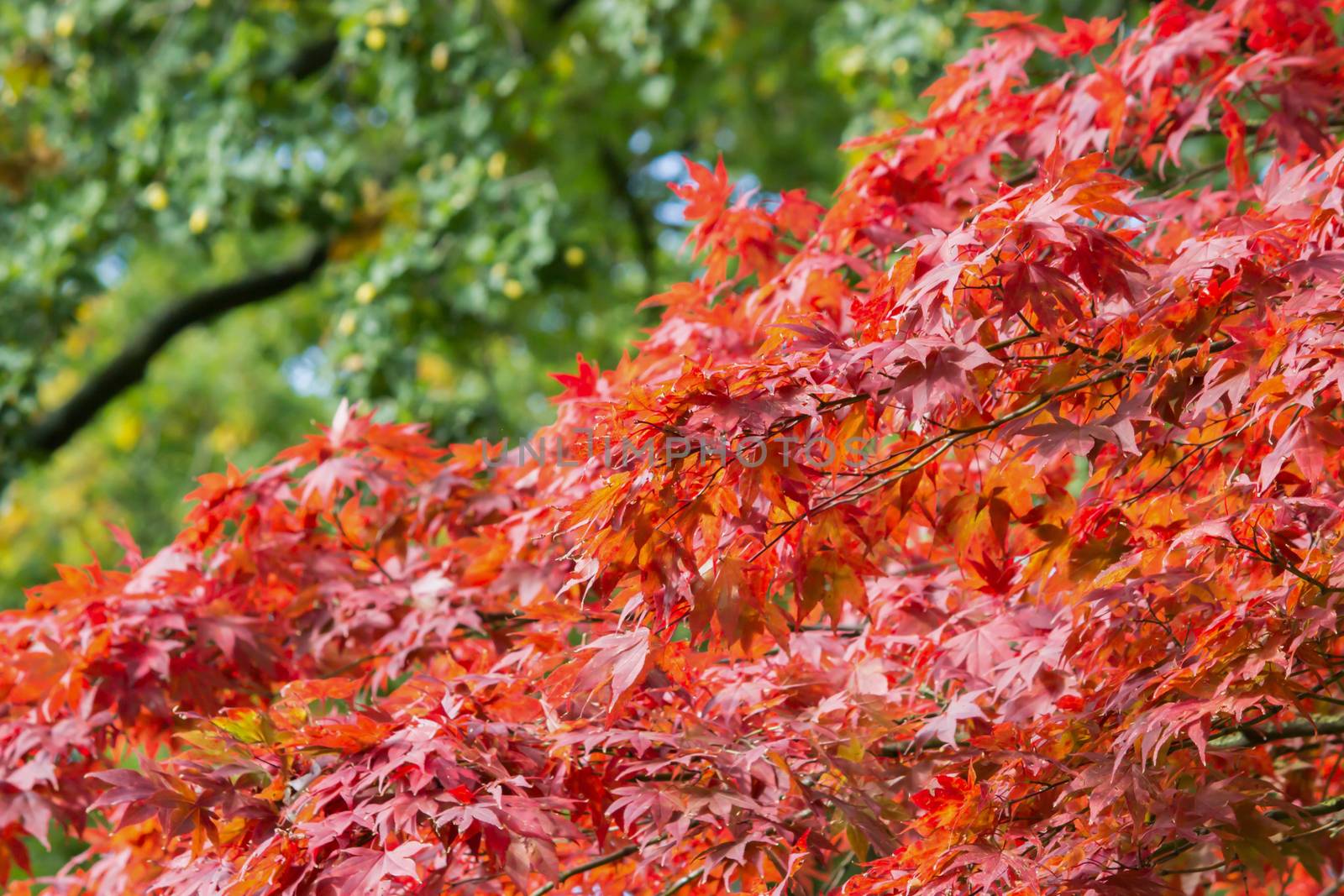 Branches with leaves in red autumn color with green background