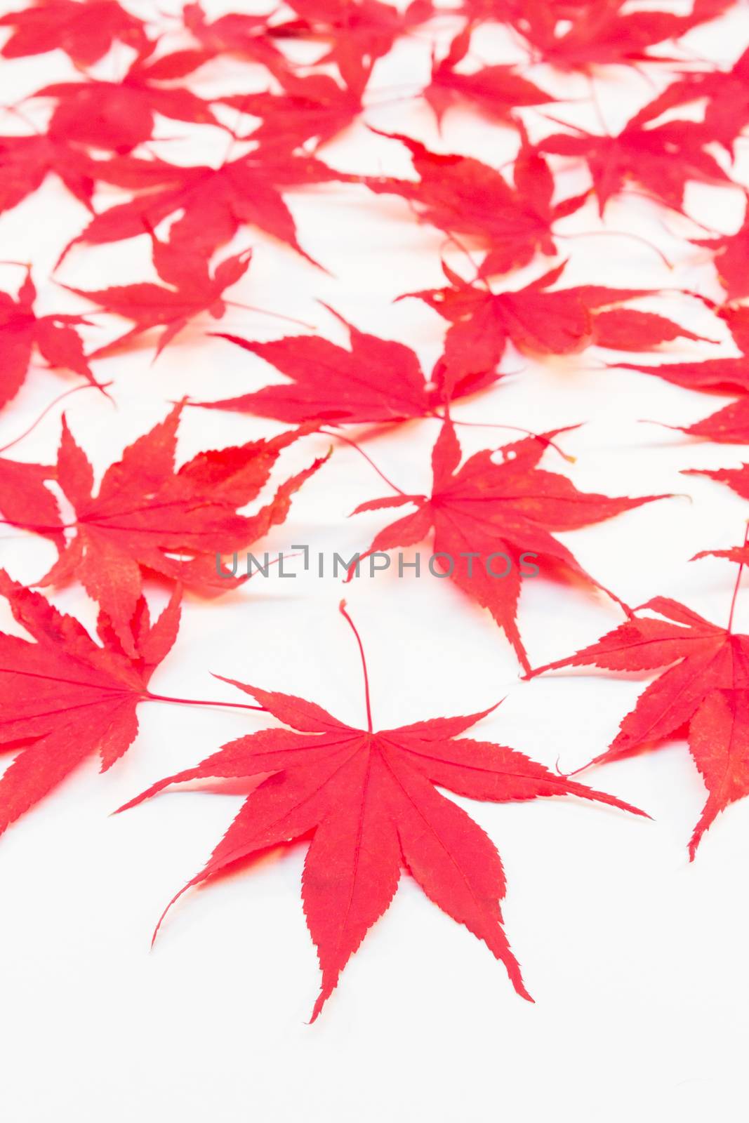 Red Acer leaves in autumn isolated on white background