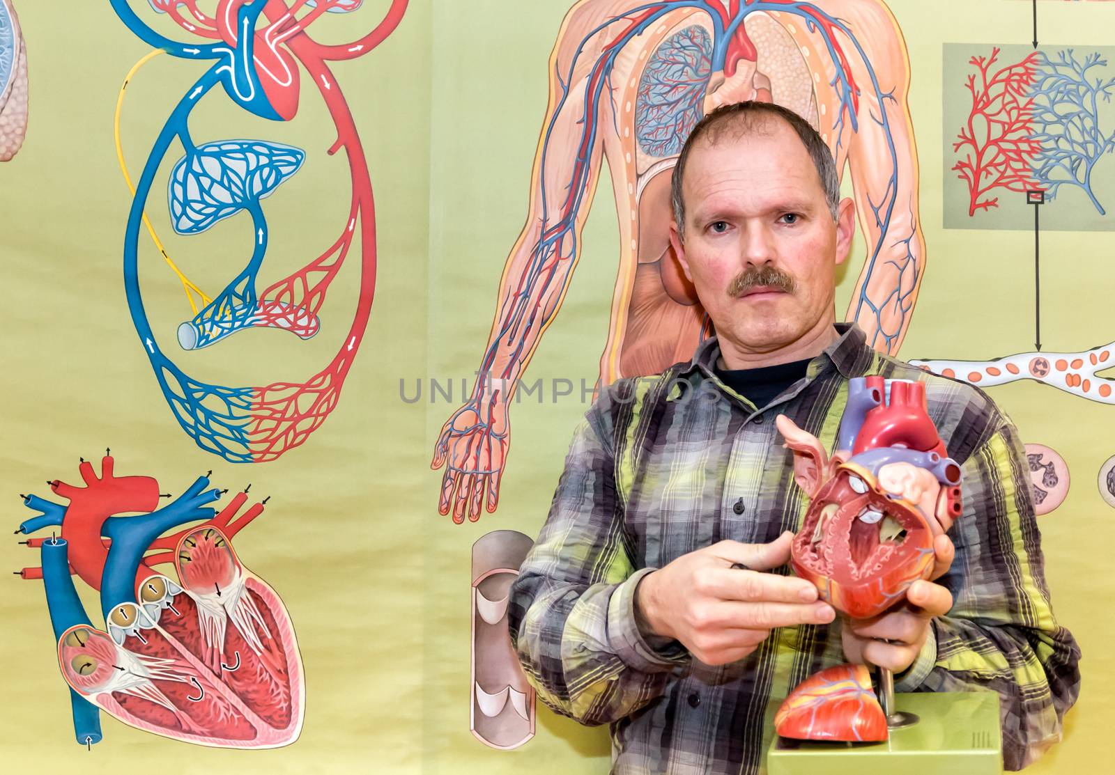 Biology teacher showing human heart model in front of wallchart with blood circulation for education