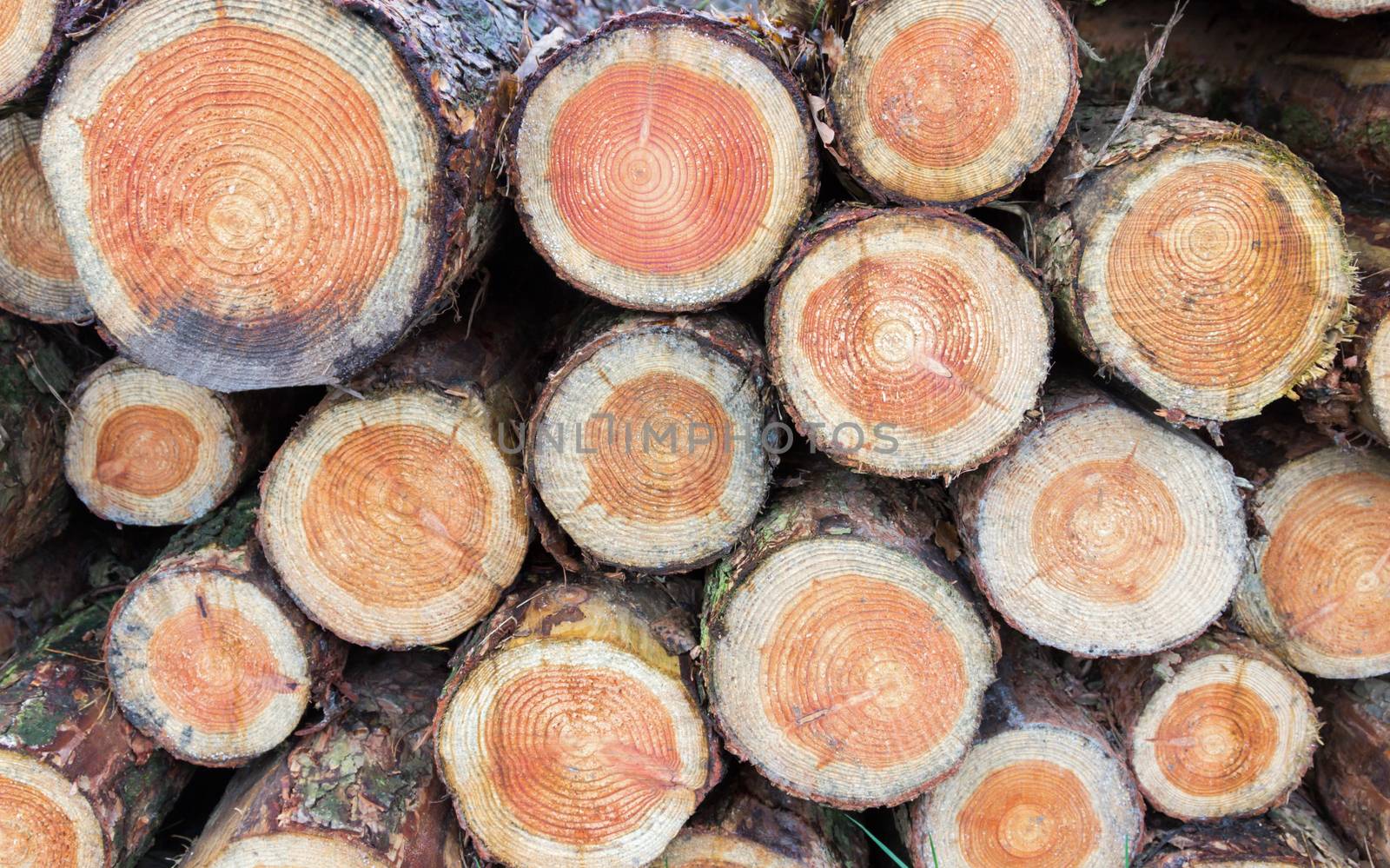 Cross sections of pine trunks piled together for burning in winter season