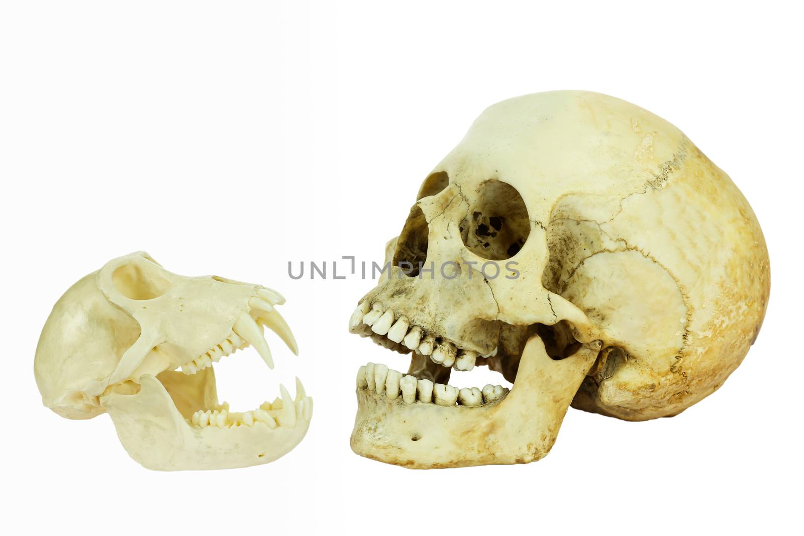 Human and monkey skull opposite of each other with open mouths isolated on white background