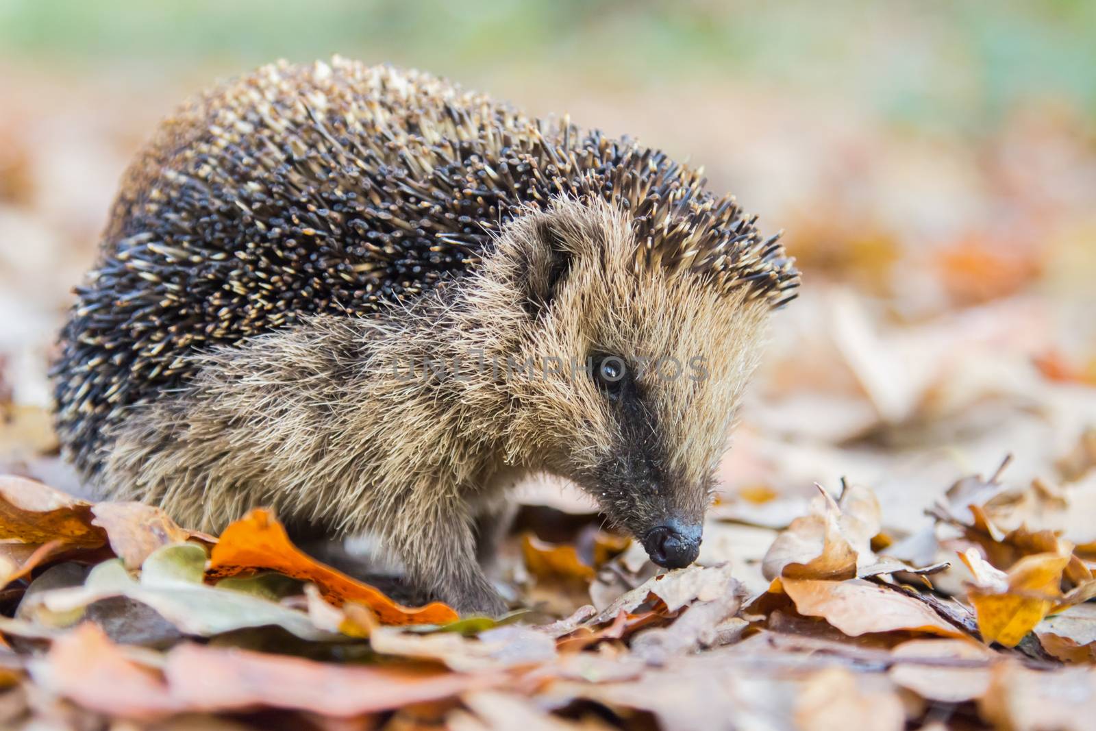 Hedgehog searching for food in brown autumn leaves