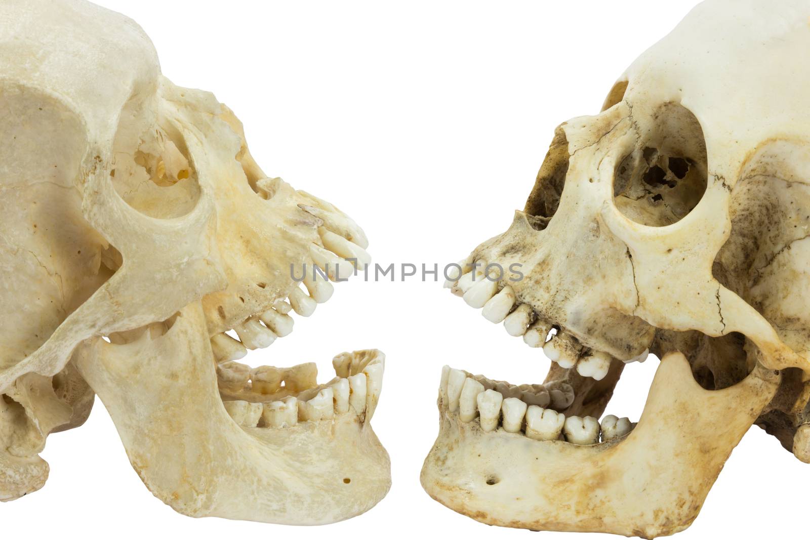 Two human skulls opposite of each other with open mouths isolated on white background