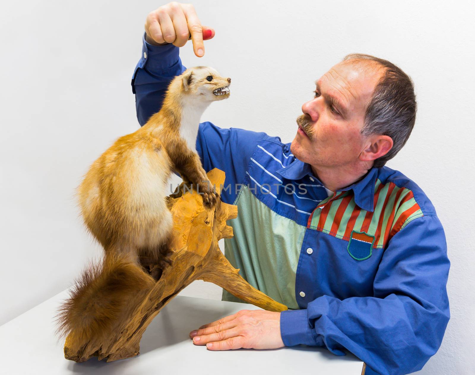 Man pointing at stuffed stone marten for education isolated on white background