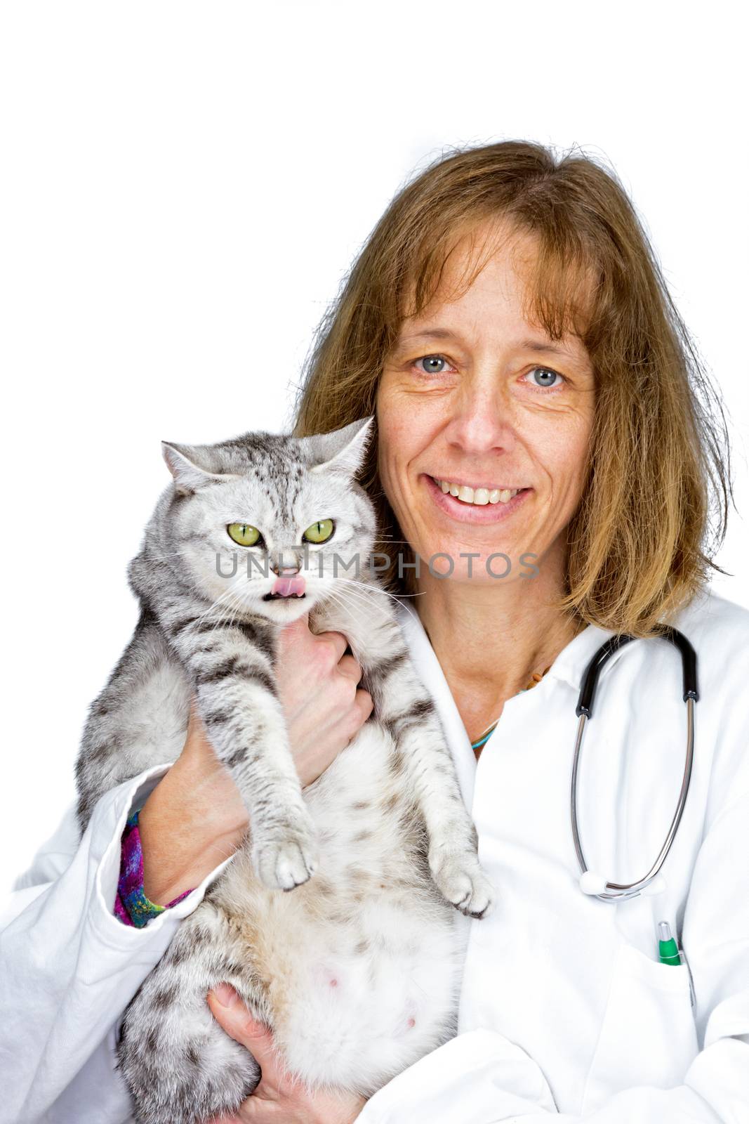 Dutch female veterinarian holds  adult british shorthair black silver tabby cat isolated on white background