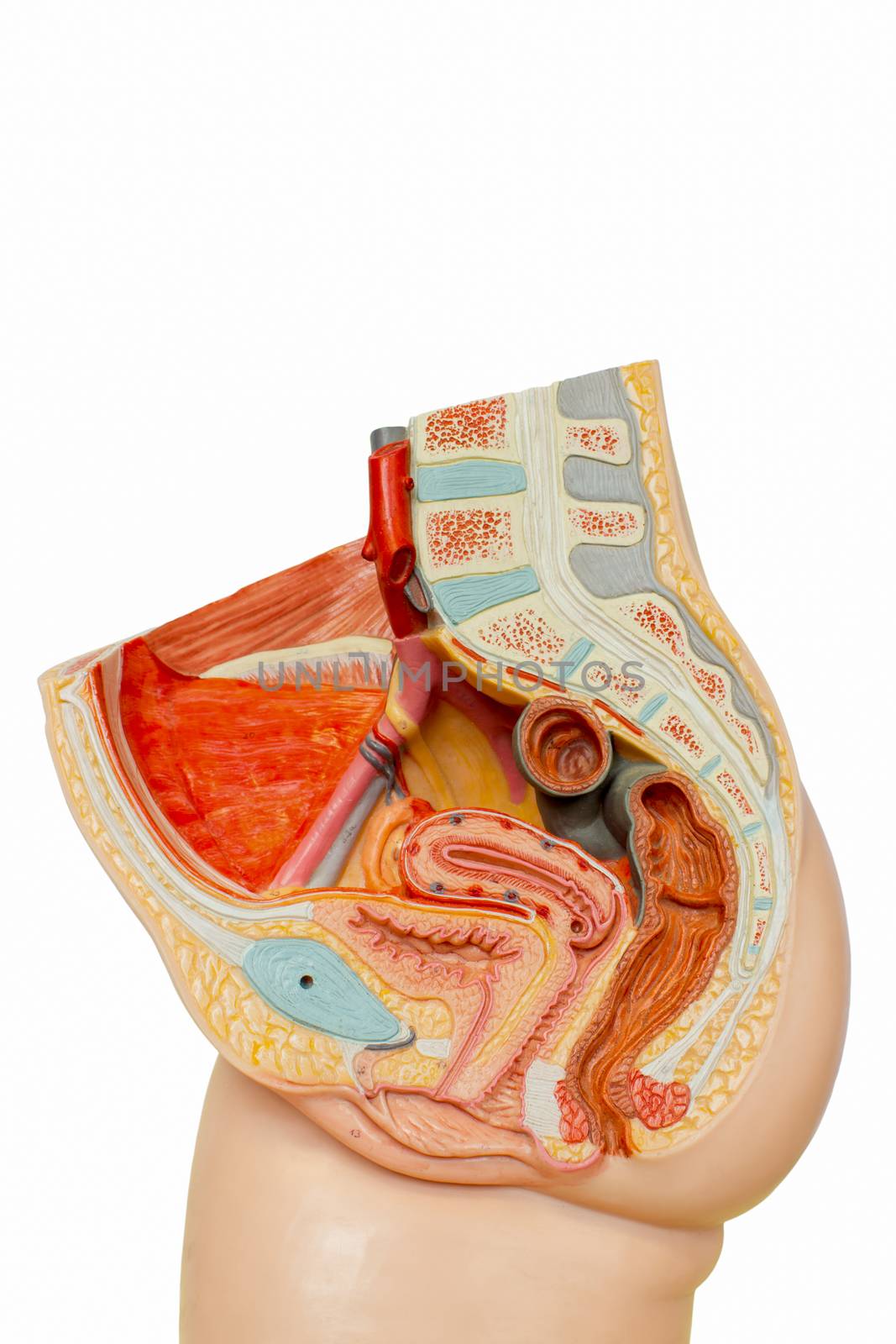 Model human female reproduction organs by BenSchonewille