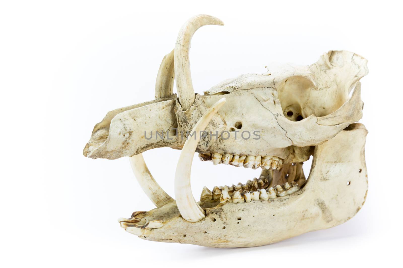 Skull of wild boar showing jaws with large teeth isolated on white background
