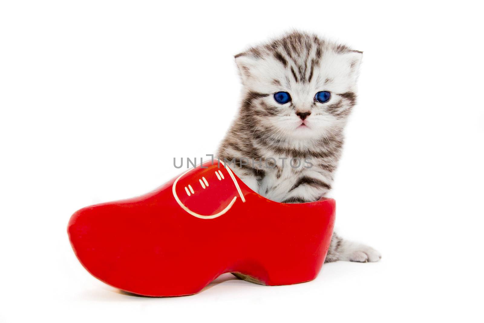 Young black silver tabby kitten in red wooden shoe or clump isolated on white background