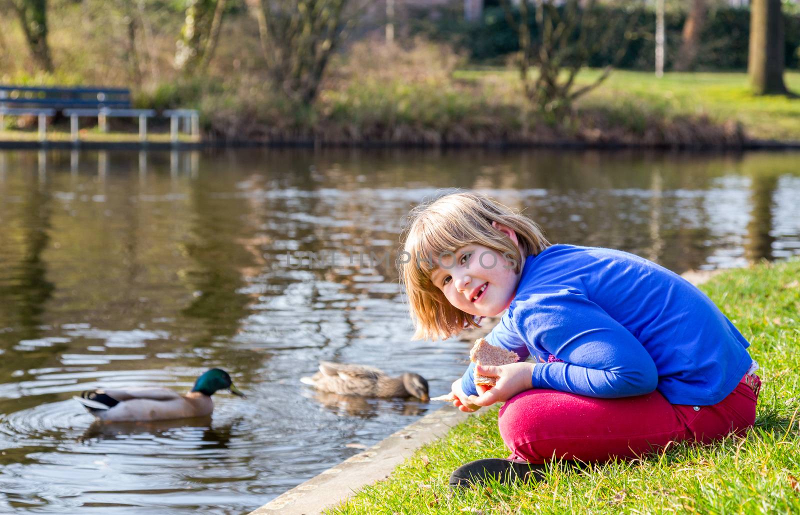 Young caucasian girl feeding ducks with bread. The birds are swimming in pond
