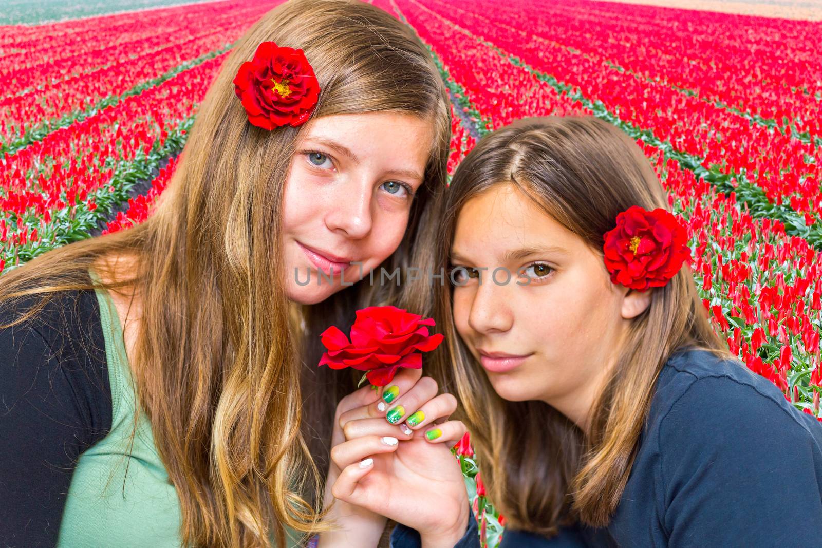 Two caucasian teenage sisters with red roses in front of tulips field in holland