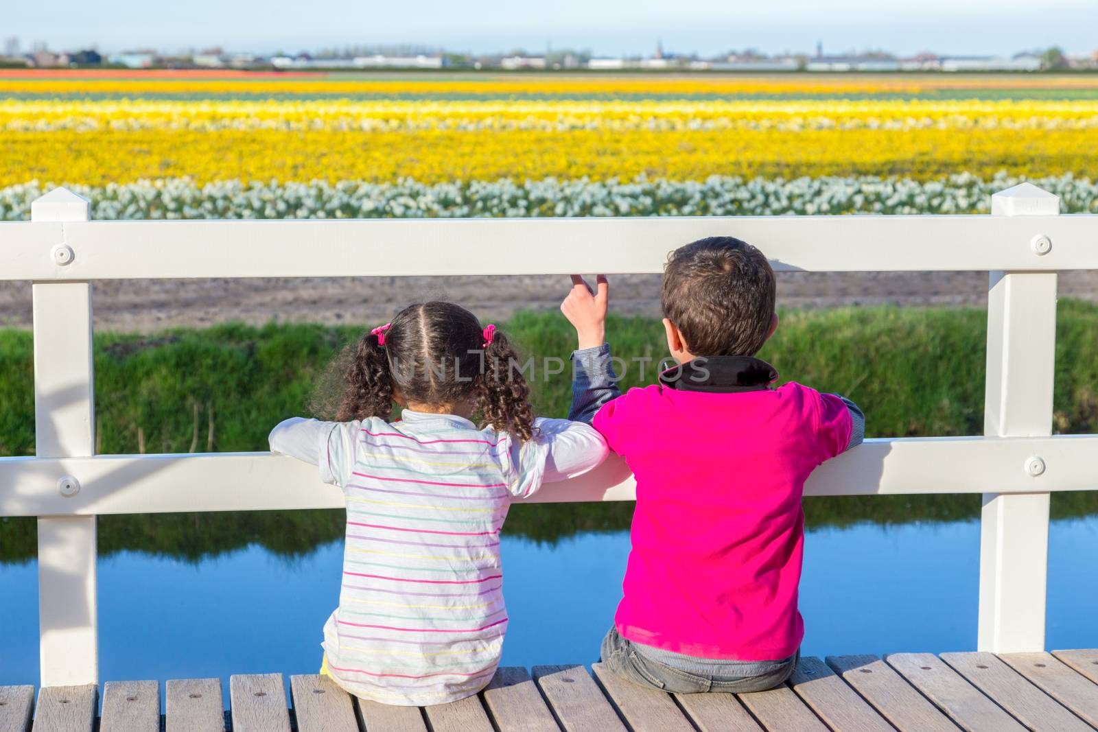 Brother and sister looking through fence at flower field with yellow flowers in Keukenhof Holland