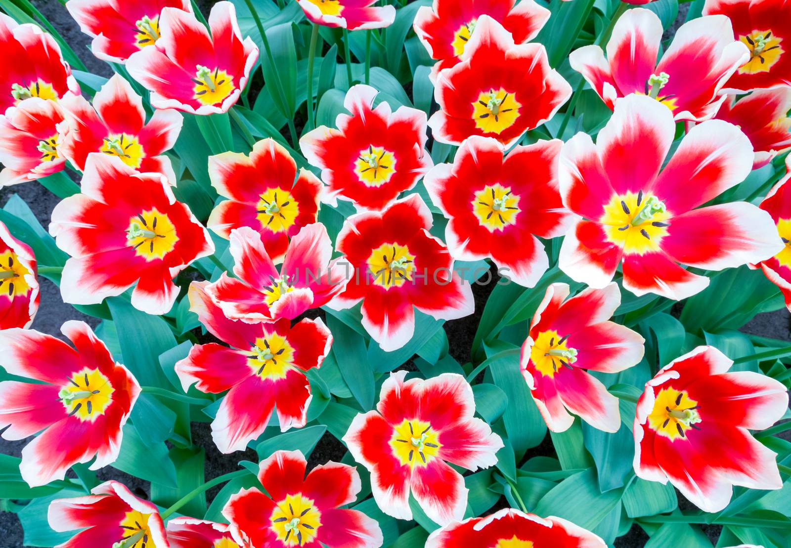 Group of red with white tulips view from above. Green leaveas as background